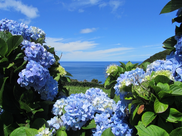 Charming Cozy House Monte Branco Azores Pico Island