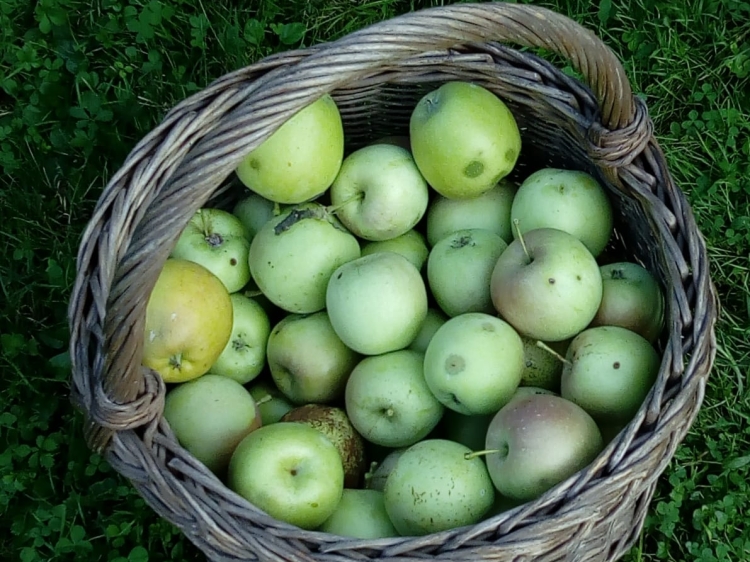 From our garden