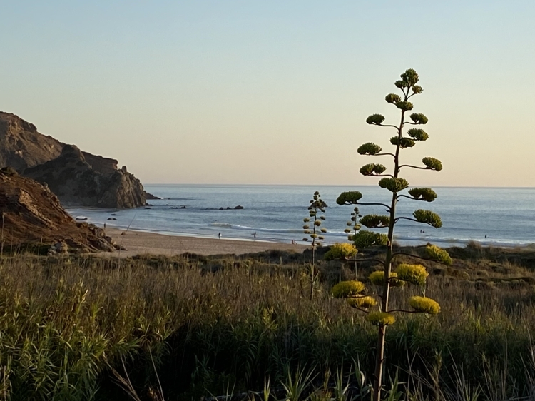 House to rent in Carrapateira praia do amado