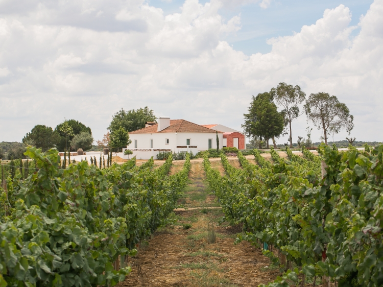 The house with vineyards