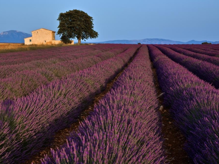 Maison des Colline Charming Romantic Bed and Breakfast Provence France