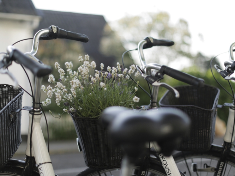 Bike rent