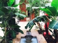 Jungle patio with fountain.
