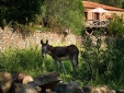 Molino Rio Alajar Andalusia Huelva Spain Donkey
