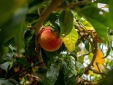 Lush fruit in the garden