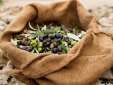 family fine food products