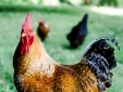 The Chickens 