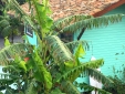 bananas lodge holiday stay azores