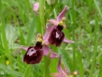 Wild Orchids near La Rectoria