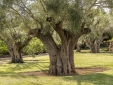 finca son but luxury hotel with charm in mallorca very romantic