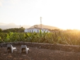Stay at Villa El Mato Canary Island Tenerife Spain hotel lodging boutique best cheap luxury unique trendy cool small