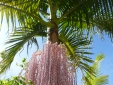 Palm tree in bloom