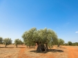 Eumelia Organic Agrotourism Farm best boutique apartaments mani peloponeso