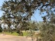  Sos Ferres d'en Morey hotel b&b Majorca manacor boutique