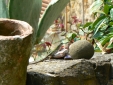 Lizards everywhere . . . .