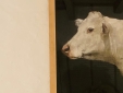 Macaya's cow