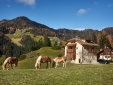 House and Horses