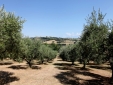 Villa Oliveto Estate Amazing Luxury Villas in Italy best Boutique Homes Secretplaces