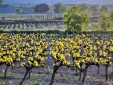 Our ECO Xarello Vineyard