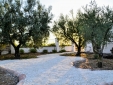 Olive grove park