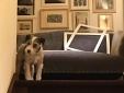 Buonanotte Garibaldi small and best hotel  and b&b in Rome 