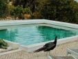 peacock and pool