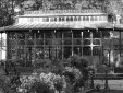 Limonaia