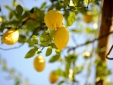 Villa Rina Country House amalfi coast b&b Hotel