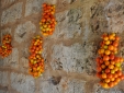 Masseria Uccio - Tomatoes