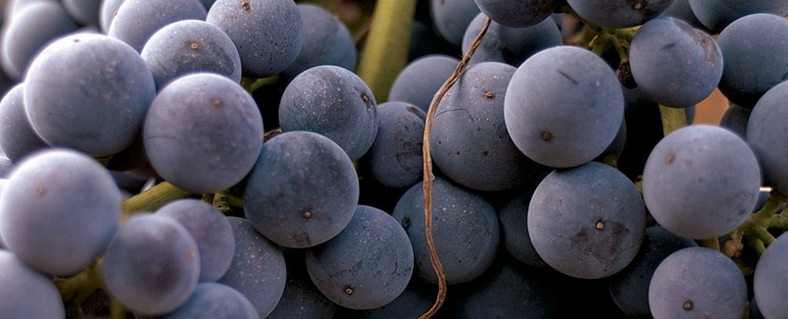 Wine hotels and wineries France