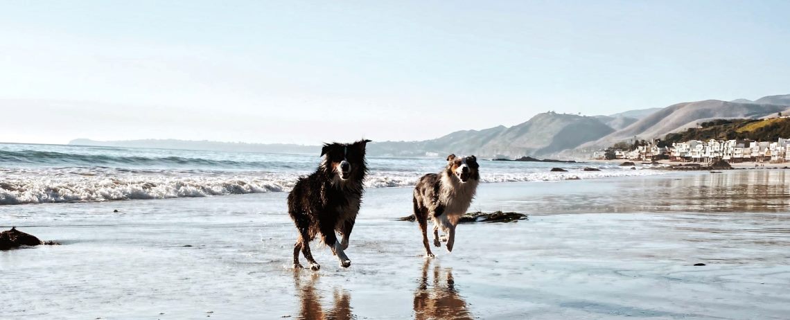 Pet and dog friendly hotels Finistère