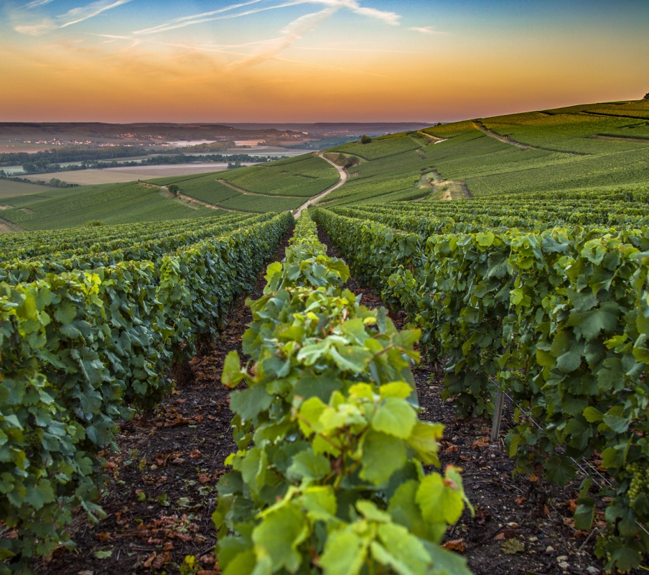 Wine hotels and wineries, and the best eno tourism in France