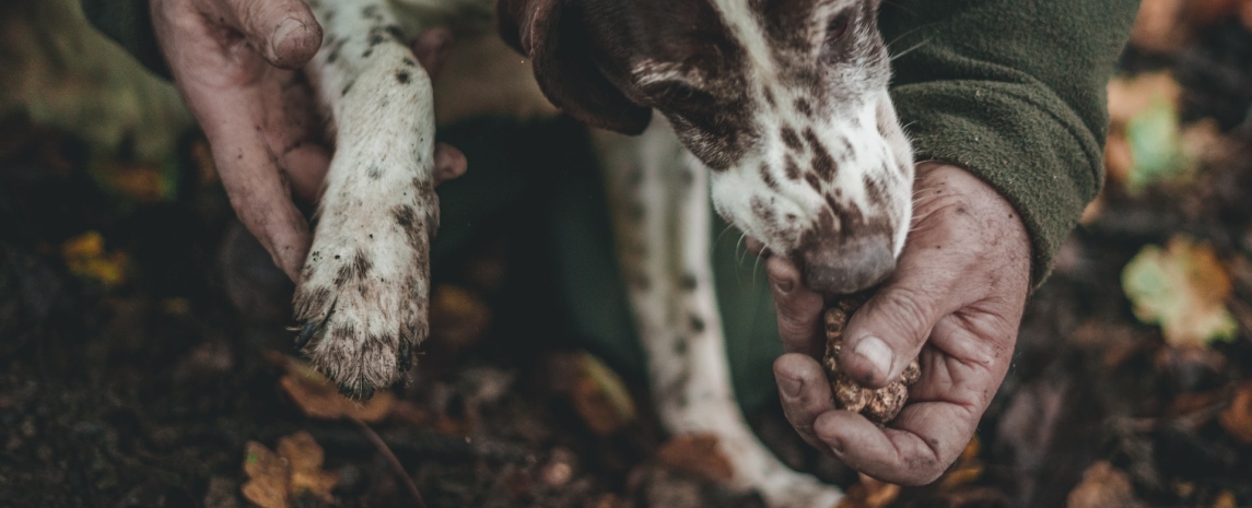 Truffle Season in Alba
