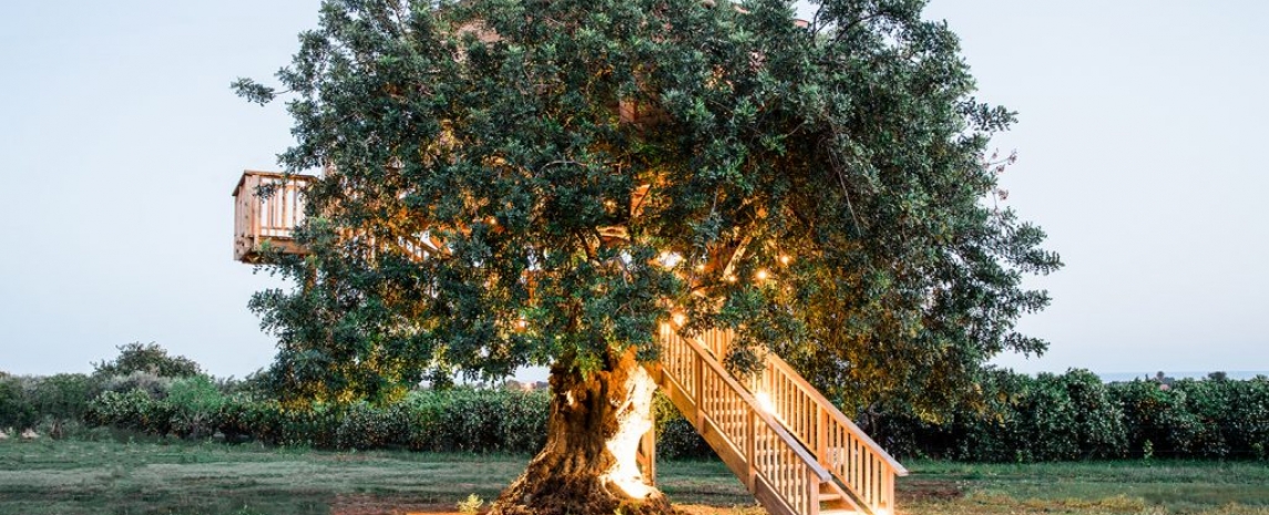 Stay in a Tree House