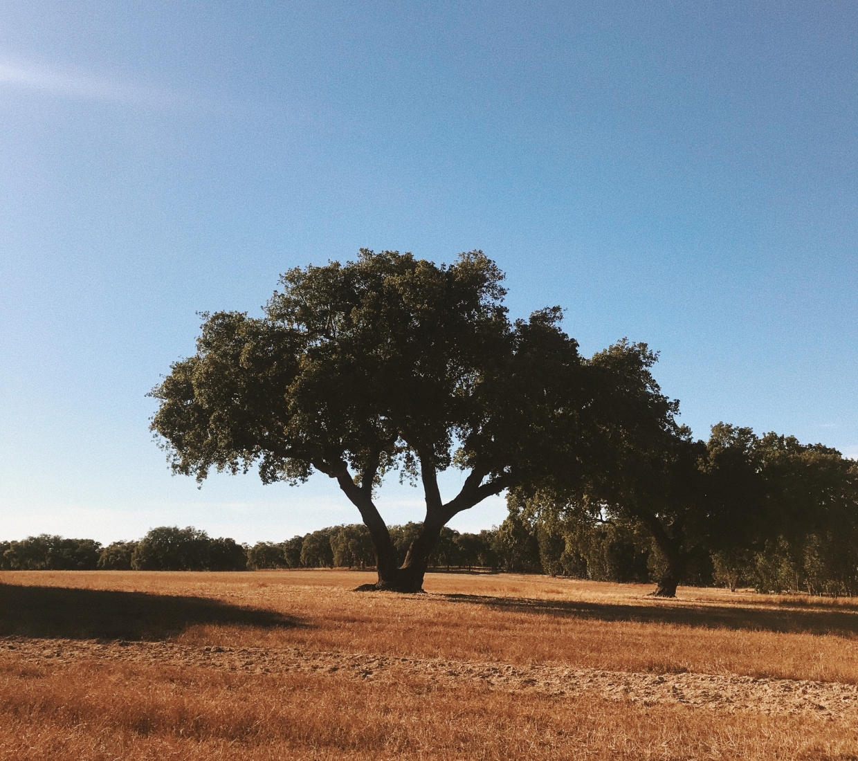 Cercal do Alentejo