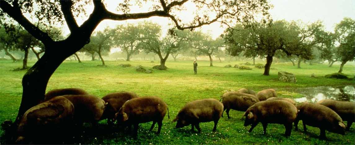 Curated guide to beautiful places to stay in Aracena