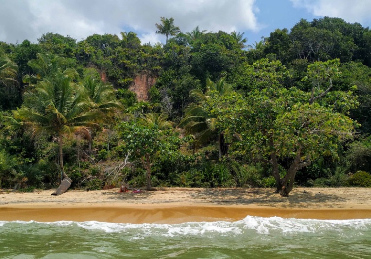 Rainforest and beach view