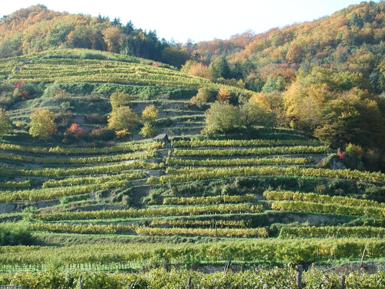 Wineyards