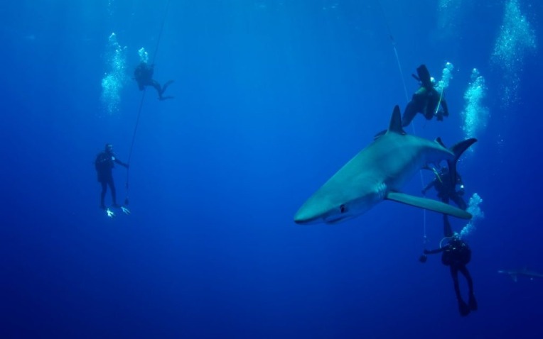 Diving in the Azores