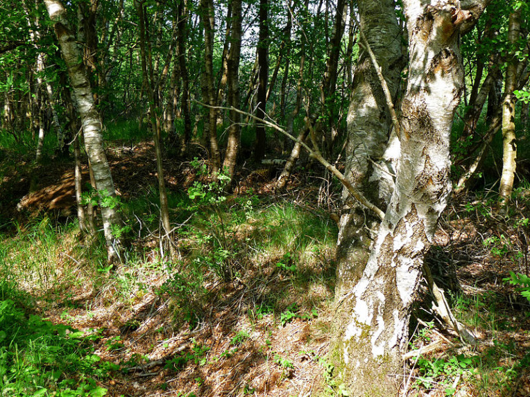 Forest view