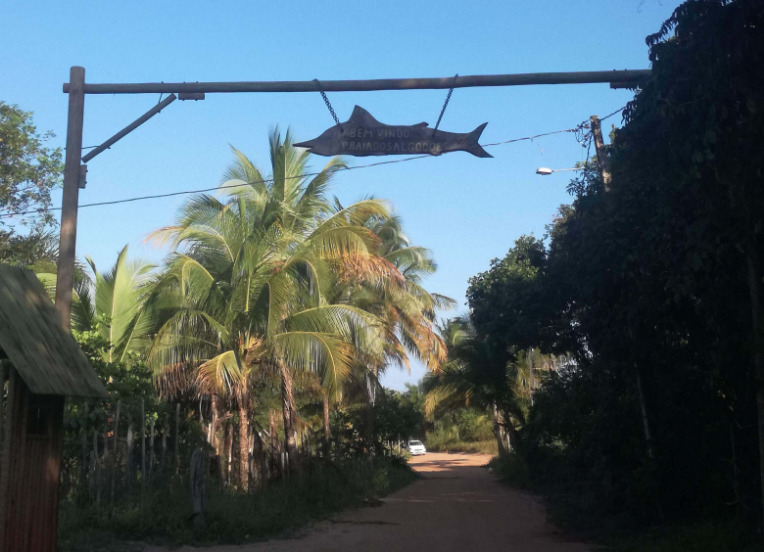 Palmtrees