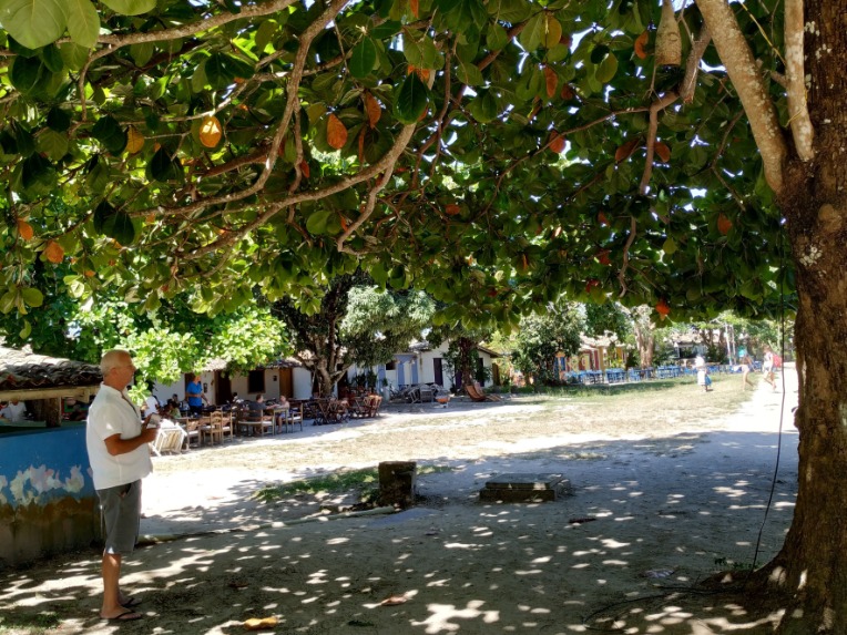 Cashew tree