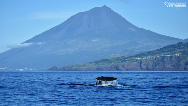 Whale watching in front of the coast